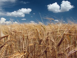 Il grano (Album di Claudio Morlok)