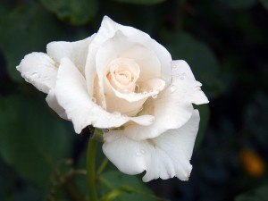 white rose di Elisa Contini